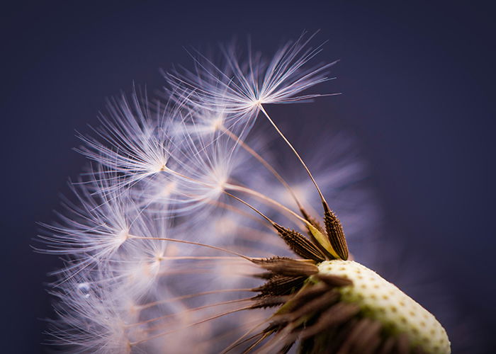Dejan Zakic (Unsplash.com) dandelion macro