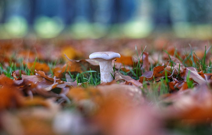 Viktor Forgacs (Unsplash.com) Mushroom showing shallow depth of field