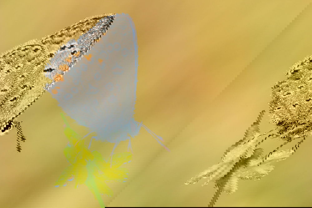 insect photography